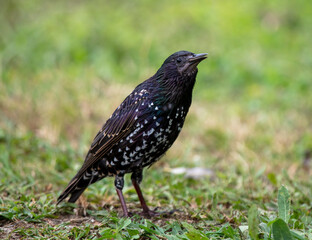 Starling on the green grass in the park.