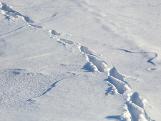 Animal footprints in the snow in winter as a background.