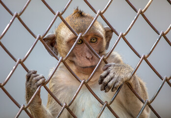 Portrait of a monkey in a zoo cage.