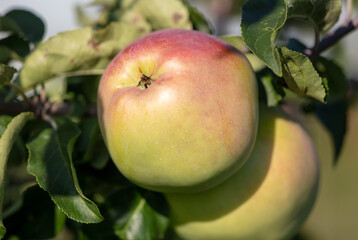 Ripe apples on the branches of a tree.