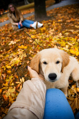 funny golden retriever puppy in autumn park with hand