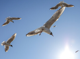 A flock of seagulls in flight against a sky.