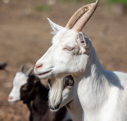 Portrait of a goat on a farm.