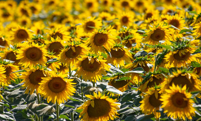 Fototapeta na wymiar Yellow flowers of sunflowers as a background.