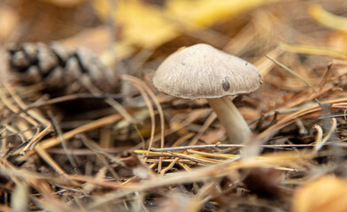 Mushrooms on the ground in the forest in autumn.