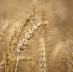 Fototapeta premium Ripe ears of wheat as a background.