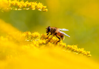 Bee on a yellow flower.