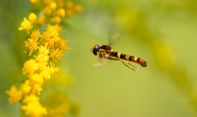 Wasp in flight in the air.