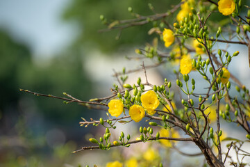 Yellow flowers blossoming in spring ( Tet Holiday )