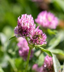 Small purple flower on nature.
