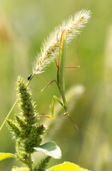 Fototapeta premium Portrait of praying mantis on green grass.