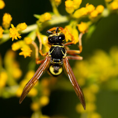 Wasp on a yellow flower.