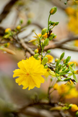 Yellow flowers blossoming in spring ( Tet Holiday )