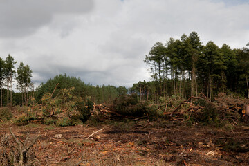 Landscape with felled old-growth forest, environment, forest management.