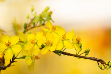 Yellow flowers blossoming in spring ( Tet Holiday )