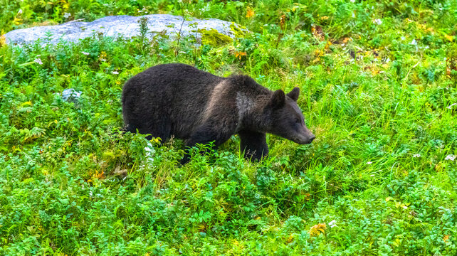 Grizzly Yearling in Alaska