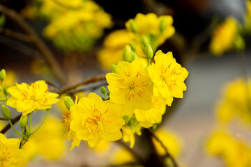 Yellow flowers blossoming in spring ( Tet Holiday )