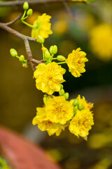 Yellow flowers blossoming in spring ( Tet Holiday )