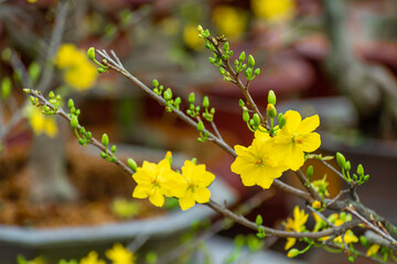 Yellow flowers blossoming in spring ( Tet Holiday )