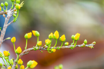 Yellow flowers blossoming in spring ( Tet Holiday )