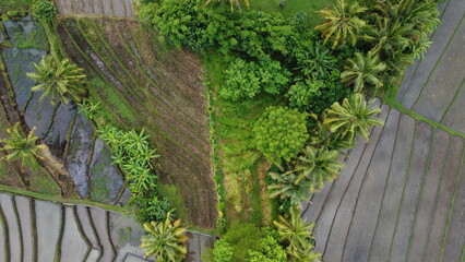rice terraces in the island