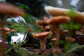 a glass marble next to mushrooms in the forest
