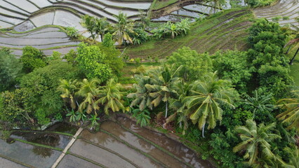 tree in the garden