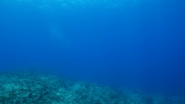 predator fish  underwater blue ocean scenery chasing and hunting the silversides
