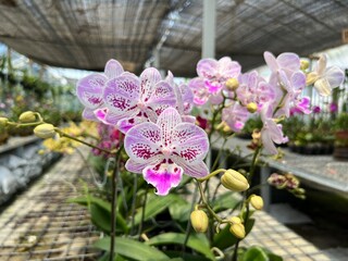 Colorful Beautiful Exotic Orchid Flowers for Interior and Exterior Garden Accessories Decoration with Plantation House Background