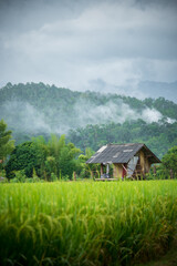 hut in a rice field