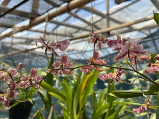 Colorful Beautiful Exotic Orchid Flowers for Interior and Exterior Garden Accessories Decoration with Plantation House Background