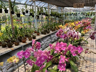 Colorful Beautiful Exotic Orchid Flowers for Interior and Exterior Garden Accessories Decoration...