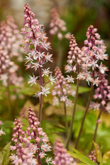 Obraz premium Schaumblüten (Tiarella) 