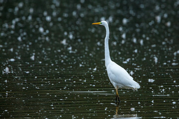 Obraz premium Great white egret in the swamps of Obersuhl in Hesse