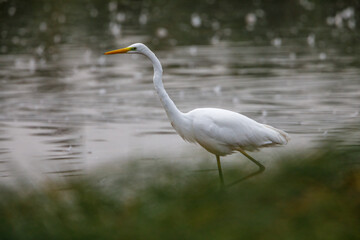Great white egret in the swamps of Obersuhl in Hesse
