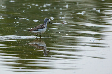A greenshank in the nature reserve of Rhäden at Obersuhl