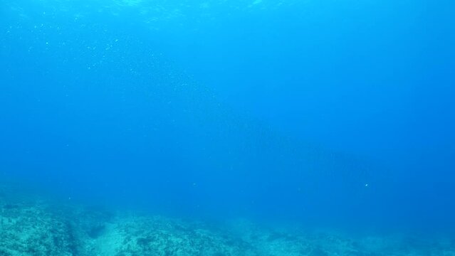 predator fish  underwater blue ocean scenery chasing and hunting the silversides