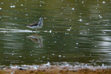 A greenshank in the nature reserve of Rhäden at Obersuhl