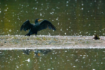 A cormorant is drying the feathers