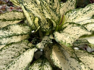 Various Exotic Beautiful Colorful Fresh Plants and Flowers for Home Interior and Garden Decorative Accessories with Plantation Background