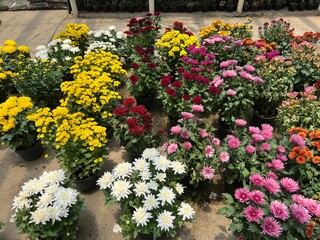 Various Exotic Beautiful Colorful Fresh Plants and Flowers for Home Interior and Garden Decorative Accessories with Plantation Background