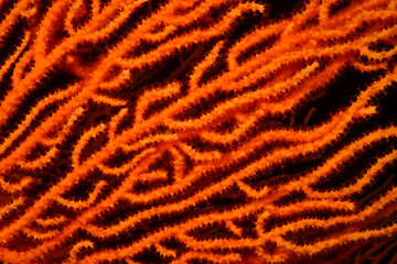 Underwater photography. Coral reefs. Gallipoli, Canakkale Turkey.	