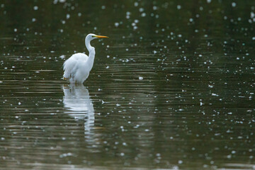 Great white egret in the swamps of Obersuhl in Hesse