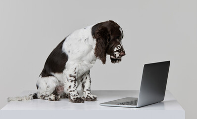 Portrait of purebred english springer spaniel dog looking into laptop isolated over grey background