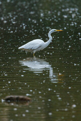 Great white egret in the swamps of Obersuhl in Hesse