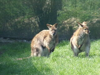Two wallaby in the grass