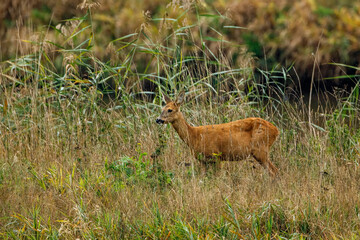 roe deer and fawn in the grass
