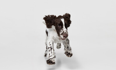 Portrait of purebred english springer spaniel dog running, jumping isolated over grey background....