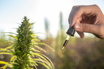 Hand holding pipette bottle filled with hemp seed oil at the cannabis plantation for medicinal use.