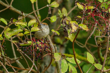 A blackcap bird in the wild